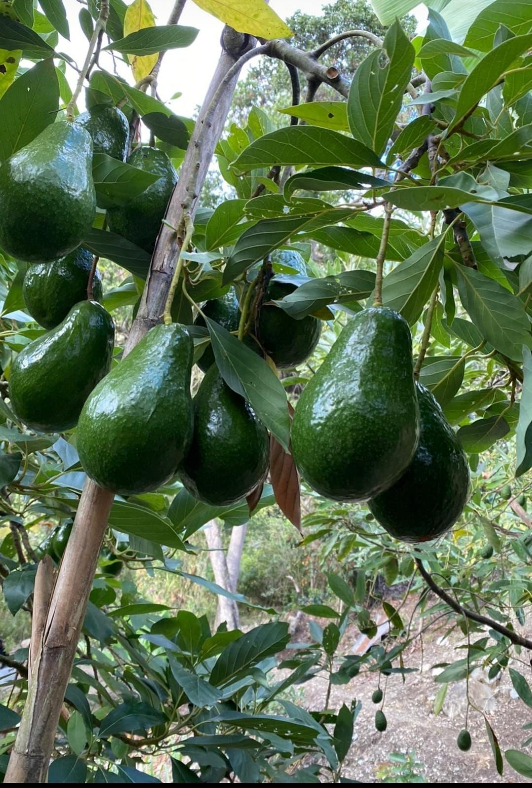 El Aguacate: Un Fruto con Potencial Global