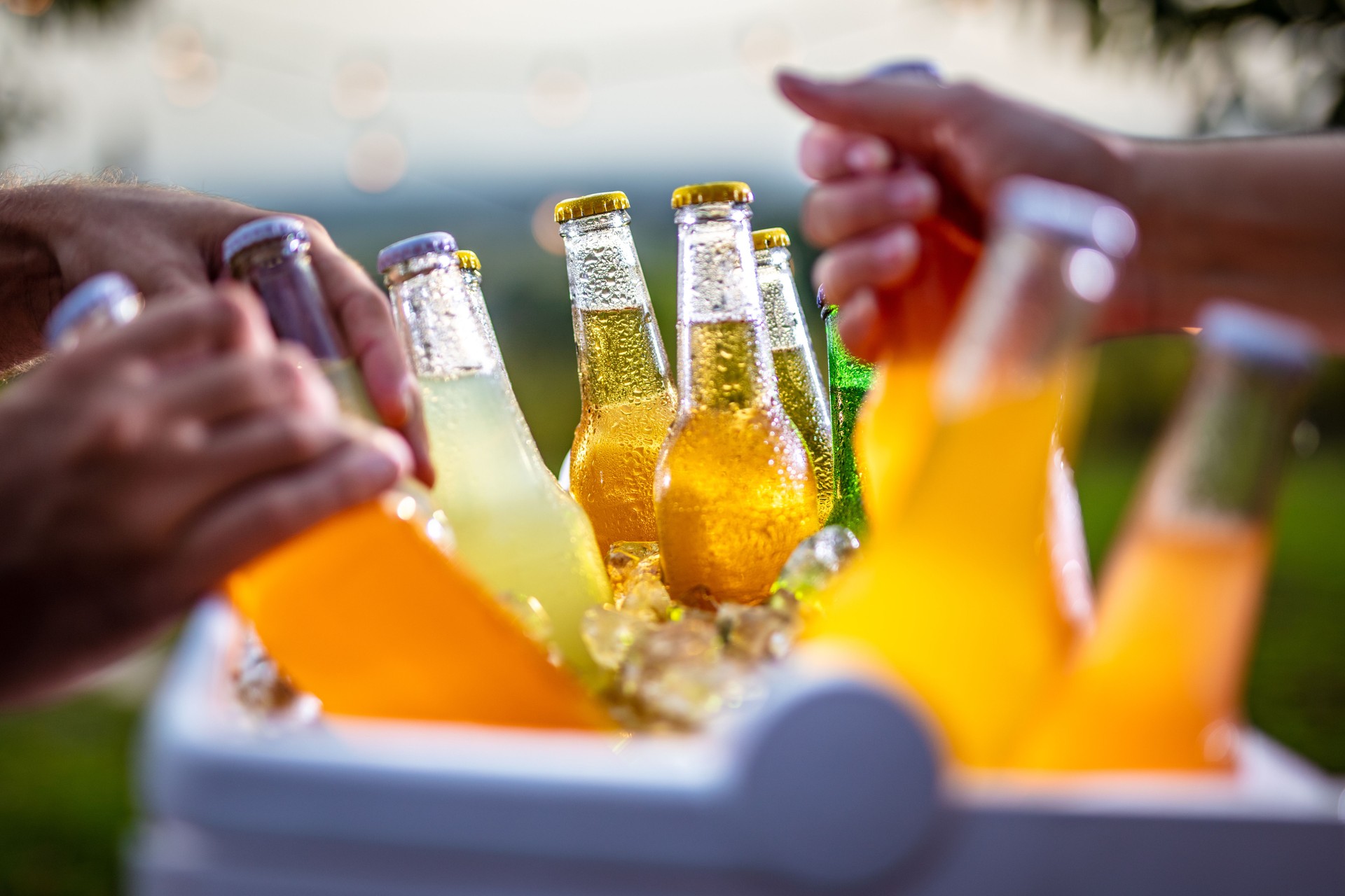 Agarrando botellas de cerveza heladas de un refrigerador